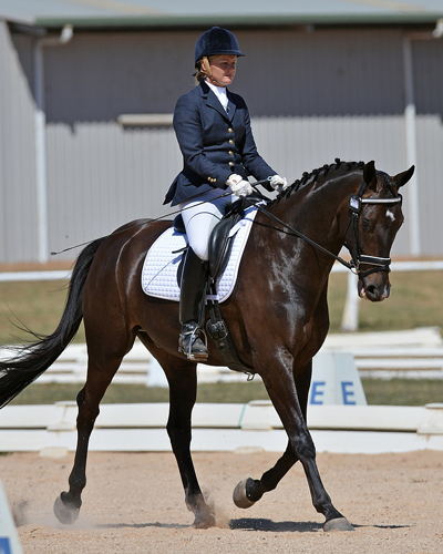 sport horse